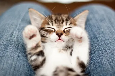 A cat taking a quiet break